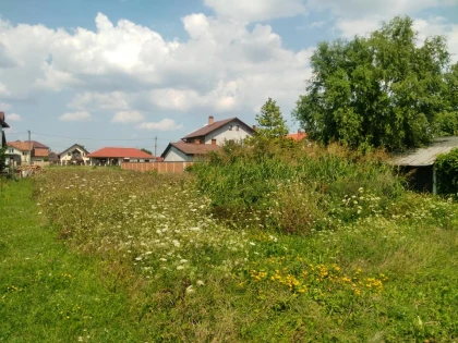 Proprietarii de terenuri din Arad sunt obligați să elimine ambrozia. Amenzile ajung la 20.000 de lei