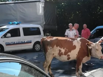 Proprietarul vacii care se plimba pe centru, amendat de polițiști