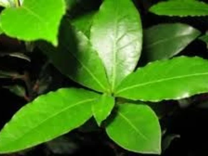 PROPRIETATILE ANTISEPTICE ALE DAFINULUI