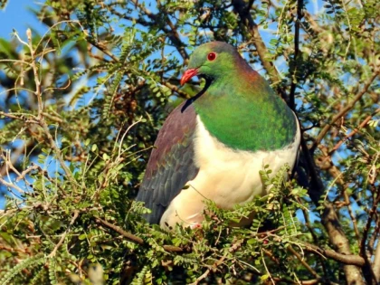 Prumbelul kereru, ''Pasărea Anului'' în Noua Zeelandă