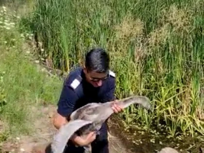 Pui de lebădă, salvat de pompierii arădeni