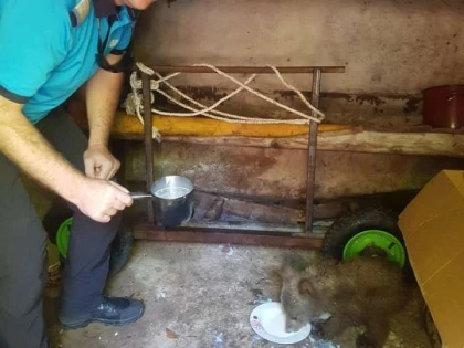 Pui de urs, salvat din mijlocul râului Putna