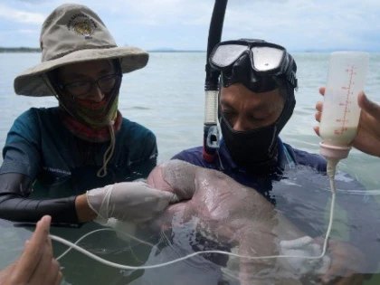 Puiul de dugong Mariam, salvat în Thailanda, a murit