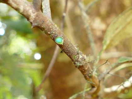 Pycnandra Acuminata, arborele tropical din care curge nichel