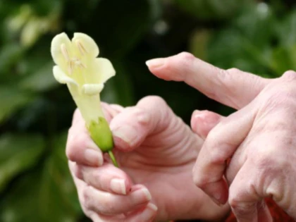 Remedii naturiste care pot încetini evoluția artrozei