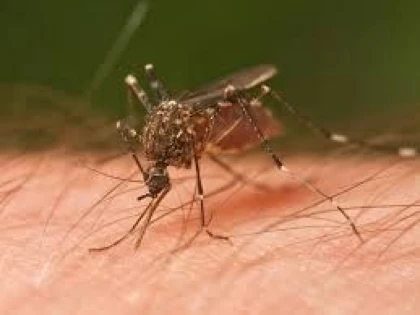 REMEDII NATURISTE ÎMPOTRIVA ÎNŢEPĂTURILOR DE ŢÂNŢARI