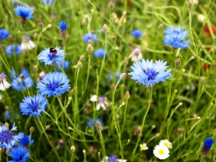 Remediile naturale preparate din albăstrele susţin sănătatea rinichilor