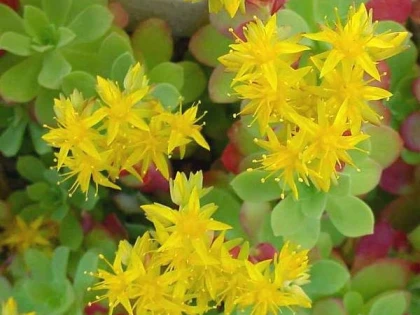 RHODIOLA LUPTĂ ÎMPOTRIVA DEPRESIEI ŞI ÎNTĂREŞTE IMUNITATEA