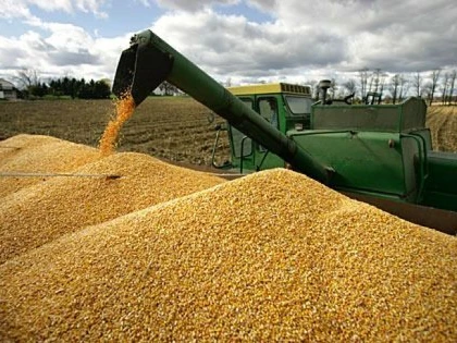 România a devenit cel mai mare producător de porumb din Europa