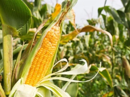 România ar putea avea cea mai mică producție de porumb din ultimii 11 ani