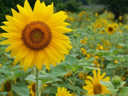 România înregistrează o producţie-record la floarea-soarelui, în acest an