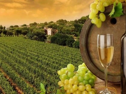 ROMÂNIA, PE LOCUL 13 ÎN TOPUL MONDIAL AL PRODUCĂTORILOR DE VIN