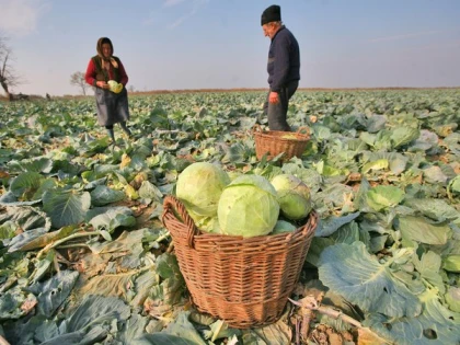 România, pe locul 7 în UE la producția agricolă