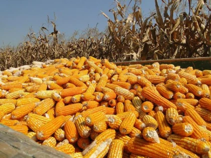 România, pe primul loc în UE la producția de porumb și floarea soarelui