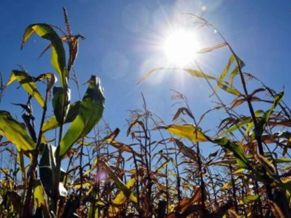 ROMANIA, PE PRIMUL LOC IN UE LA SUPRAFATA CULTIVATA CU PORUMB SI PE LOCUL DOI IN FUNCTIE DE PRODUCTIA OBTINUTA, IN 2014