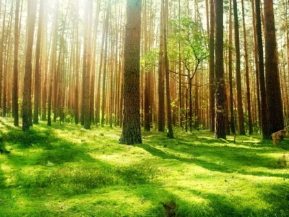 Românii care au terenuri arabile pot primi 10.000 de euro, dacă le transformă în păduri