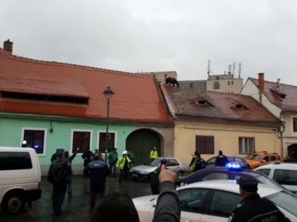ROMÂNII TAXEAZĂ DUR INCOMPETENȚA AUTORITĂȚILOR ÎN CAZUL URSULUI DIN SIBIU