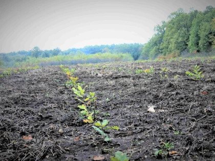 Romsilva a plantat peste 26 de milioane de puieți forestieri în pădurile de stat