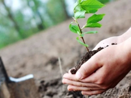 Romsilva a plantat peste 27 milioane de puieți forestieri în campania de împăduriri de primăvară   