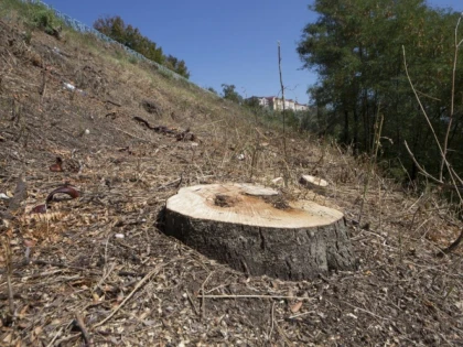 Romsilva nu a reîmpădurit cele 500.000 de hectare de teren prevăzute de lege