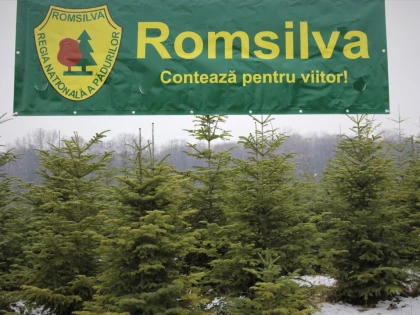 Romsilva oferă la vânzare peste 18 de mii de pomi de Crăciun, în sezonul sărbătorilor de iarnă   