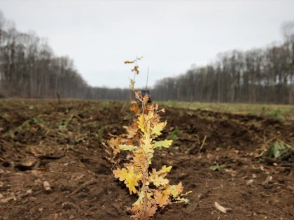 Romsilva plantează peste 3,5 milioane de puieți forestieri în campania de împăduriri de toamnă
