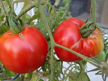 Roșii contaminate cu pesticide, retrase de la comercializare