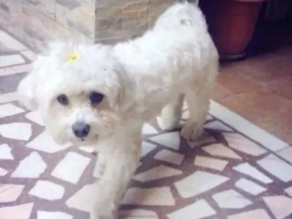 S-A PIERDUT UN BICHON BOLOGNEZ. SE OFERA RECOMPENSA