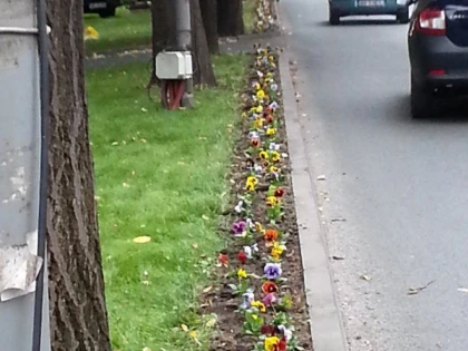 SA MAI SIFONAM NISTE BANI: IN PRAG DE IARNA, PRIMARIA PLANTEAZA PANSELUTE IN CENTRUL ARADULUI