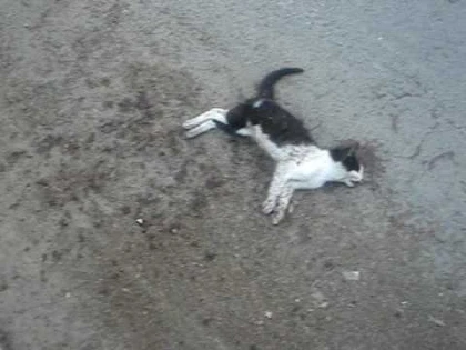 Sadism la Vinga: pisică tăiată cu sapa de un bărbat de 43 de ani