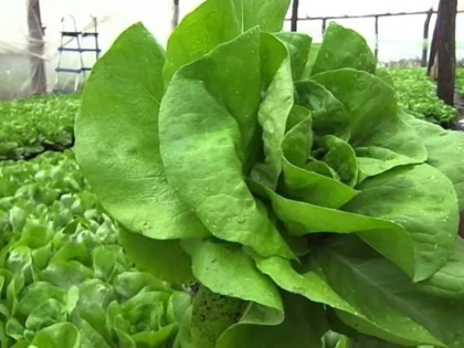 Salata verde, o sursă de sănătate la îndemâna oricui
