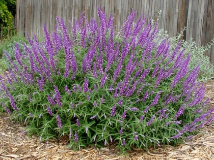 Salvia, leacul din natură deloc de neglijat