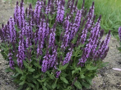 Salvia, planta cu calități terapeutice extraordinare