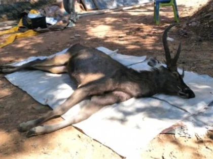Șapte kilograme de plastic și alte deșeuri, găsite în stomacul unui cerb mort