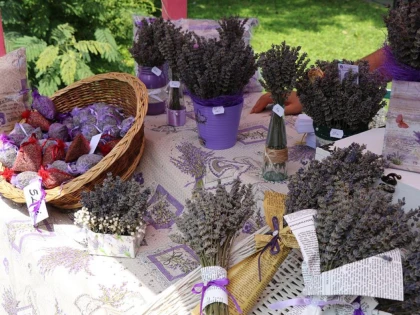 Sărbătoarea Lavandei, în centrul Aradului