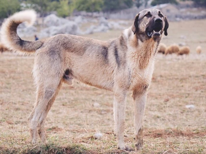 Șase câini din rasa Kangal, omorâți la o stână din Galșa
