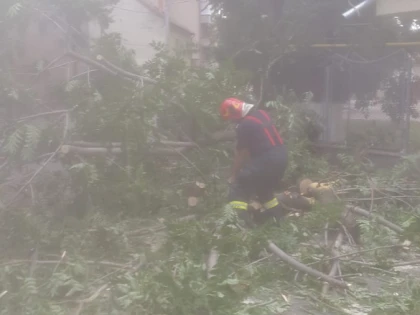 Șase copaci au căzut într-o oră