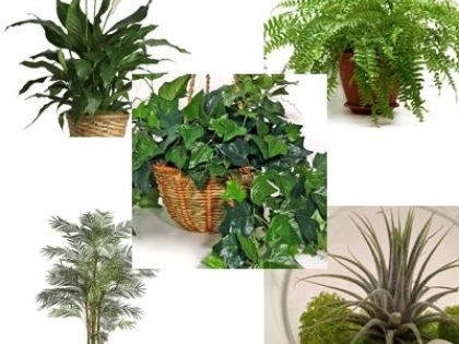 SCAPĂ DE UMIDITATEA DIN APARTAMENT CU AJUTORUL PLANTELOR