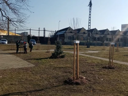 Se execută lucrări de toaletare și corecție a arborilor din municipiul Arad