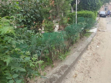Se întâmplă în centrul Aradului. Tufe uscate, vopsite în verde (FOTO)