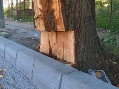 Se întâmplă în România. Tei mutilați pentru a face loc bordurilor