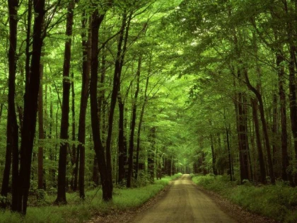 Se interzic activitățile turistice pe toate terenurile din zonele împădurite ale județului Arad, din cauza pestei porcine
