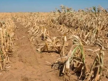 Seceta lovește agricultura arădeană: recoltă de porumb printre cele mai slabe din ultimele trei decenii