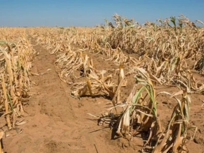 Seceta lovește puternic agricultura din Arad. Aproape 1.300 de fermieri au raportat culturi calamitate