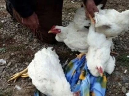 Și se jură că nu fură, dar l-au prins cu găinile în șură! Și nu numai!