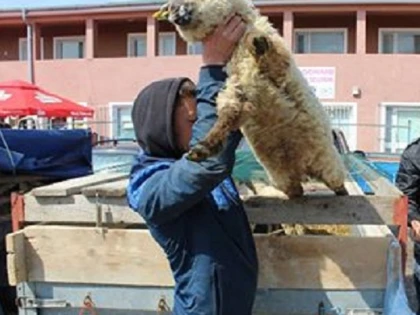 Și se jură că nu fură și l-au prins cu mieii-n șură! Un bărbat din Seleuș a furat 12 miei