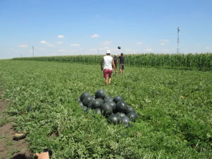 SOARECII DISTRUG RECOLTELE DE PEPENI SI LUBENITA DIN ARAD