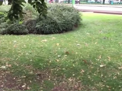 Şobolani uriaşi, filmaţi, din nou, în centrul Aradului (VIDEO)