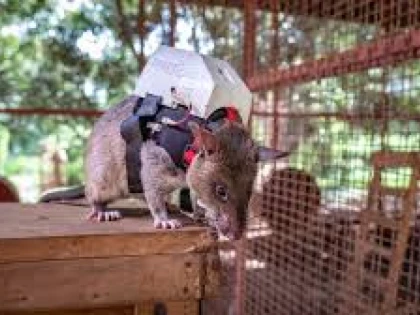 Șobolani uriași, folosiți la combaterea traficulului ilegal cu animale