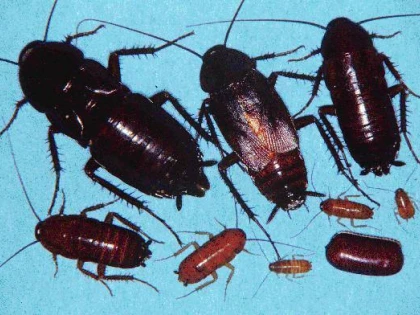 Soluții naturale contra gândacilor de bucătărie